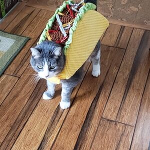 Halloween Pet Costume